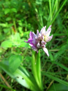 Helm-Knabenkraut (Orchis militaris) im Naturschutzgebiet „St. Arnualer Wiesen“
