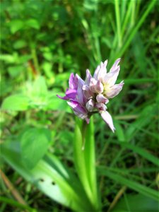 Helm-Knabenkraut (Orchis militaris) im Naturschutzgebiet „St. Arnualer Wiesen“ photo