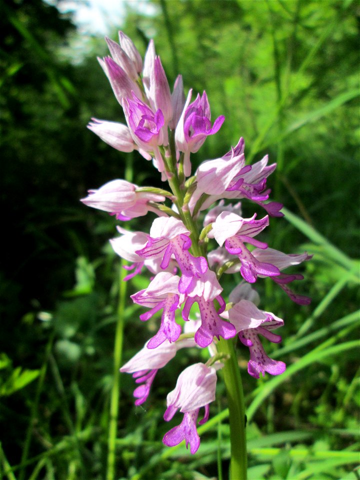 Helm-Knabenkraut (Orchis militaris) im Naturschutzgebiet „St. Arnualer Wiesen“