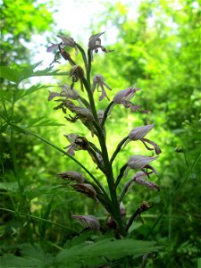 Helm-Knabenkraut (Orchis militaris) im Naturschutzgebiet „St. Arnualer Wiesen“