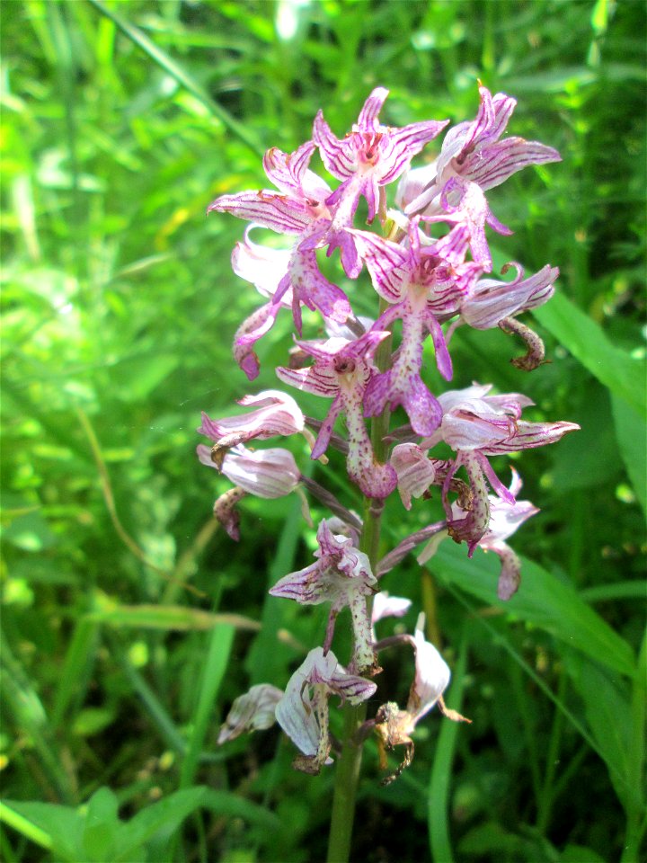 Helm-Knabenkraut (Orchis militaris) im Naturschutzgebiet „St. Arnualer Wiesen“