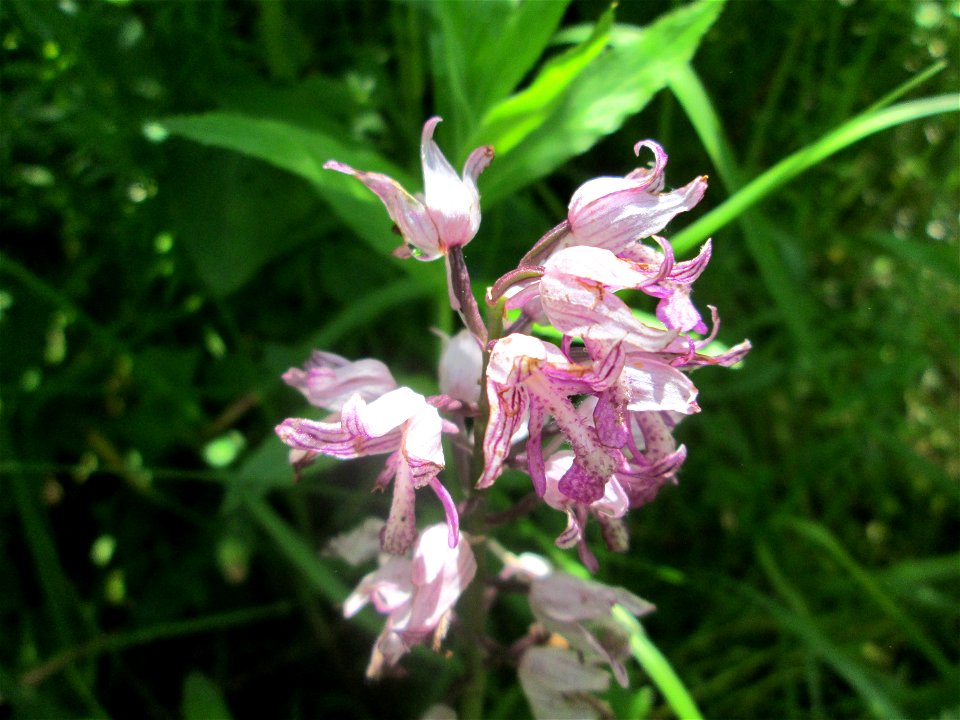 Helm-Knabenkraut (Orchis militaris) im Naturschutzgebiet „St. Arnualer Wiesen“