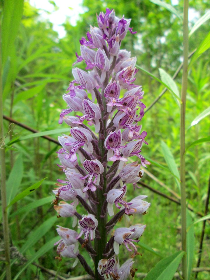 Helm-Knabenkraut (Orchis militaris) im Landschaftsschutzgebiet „Hockenheimer Rheinbogen“