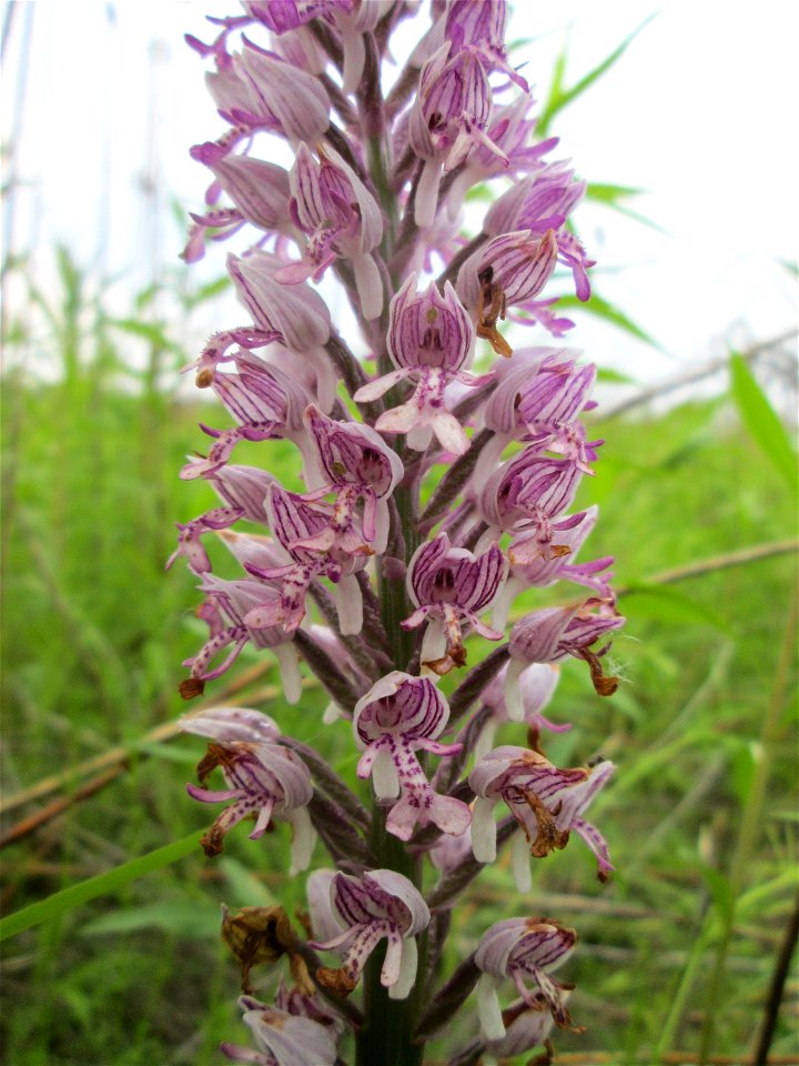 Helm-Knabenkraut (Orchis militaris) im Landschaftsschutzgebiet „Hockenheimer Rheinbogen“