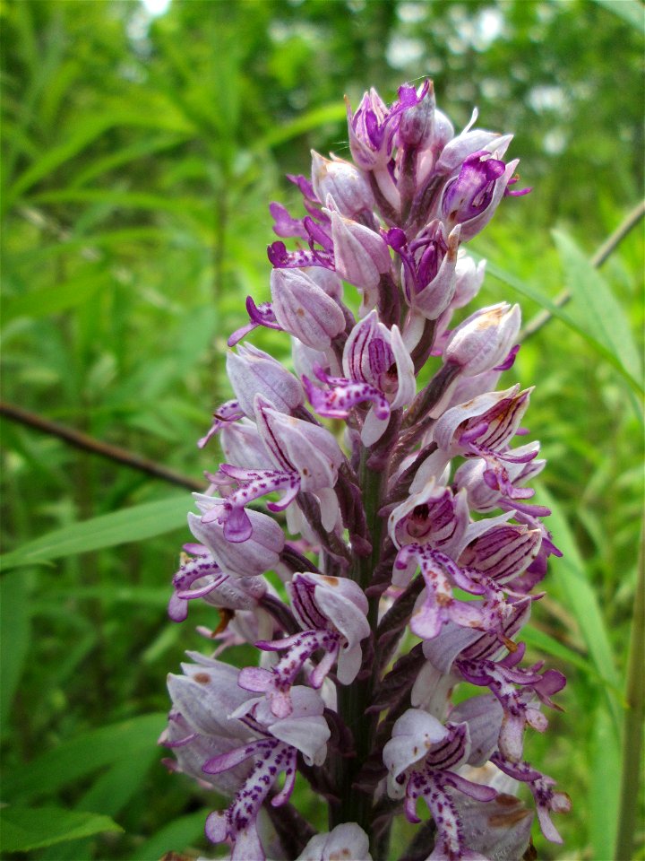 Helm-Knabenkraut (Orchis militaris) im Landschaftsschutzgebiet „Hockenheimer Rheinbogen“