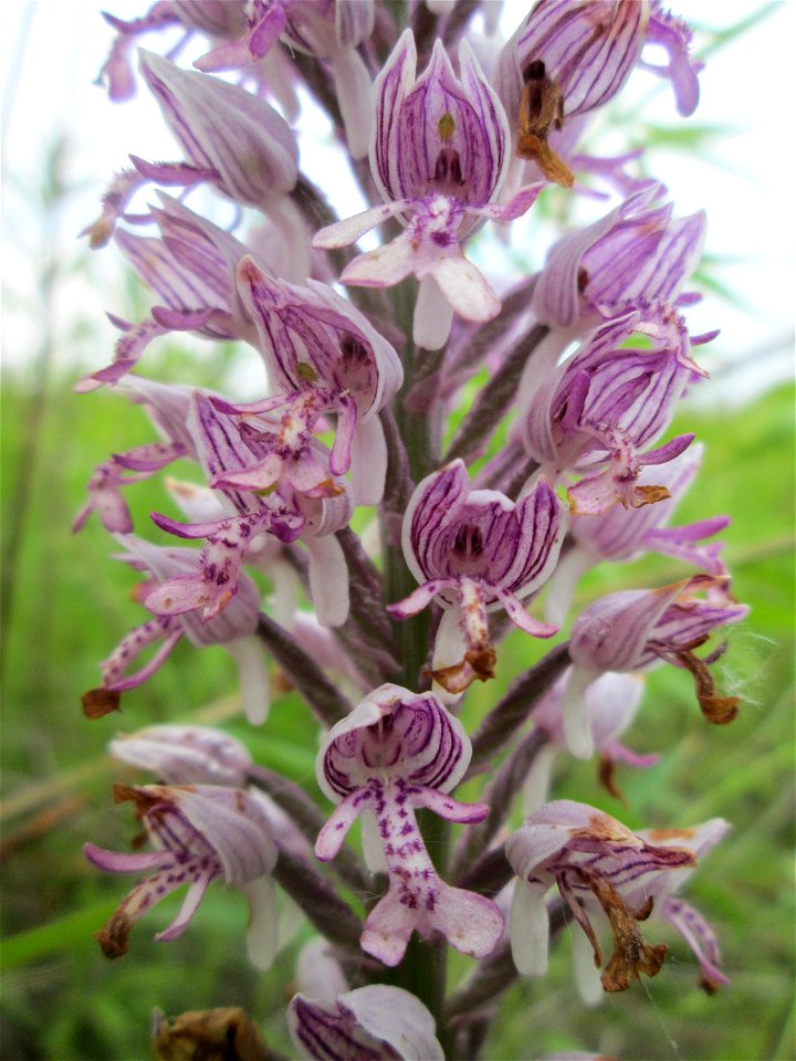 Helm-Knabenkraut (Orchis militaris) im Landschaftsschutzgebiet „Hockenheimer Rheinbogen“