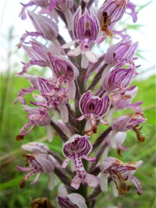 Helm-Knabenkraut (Orchis militaris) im Landschaftsschutzgebiet „Hockenheimer Rheinbogen“ photo