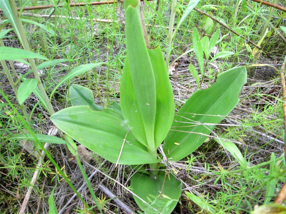 Helm-Knabenkraut (Orchis militaris) im Landschaftsschutzgebiet „Hockenheimer Rheinbogen“