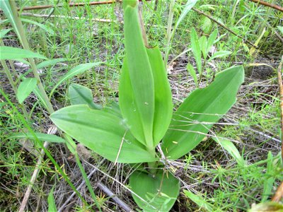 Helm-Knabenkraut (Orchis militaris) im Landschaftsschutzgebiet „Hockenheimer Rheinbogen“