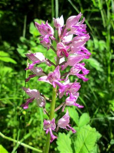 Helm-Knabenkraut (Orchis militaris) im Naturschutzgebiet „St. Arnualer Wiesen“