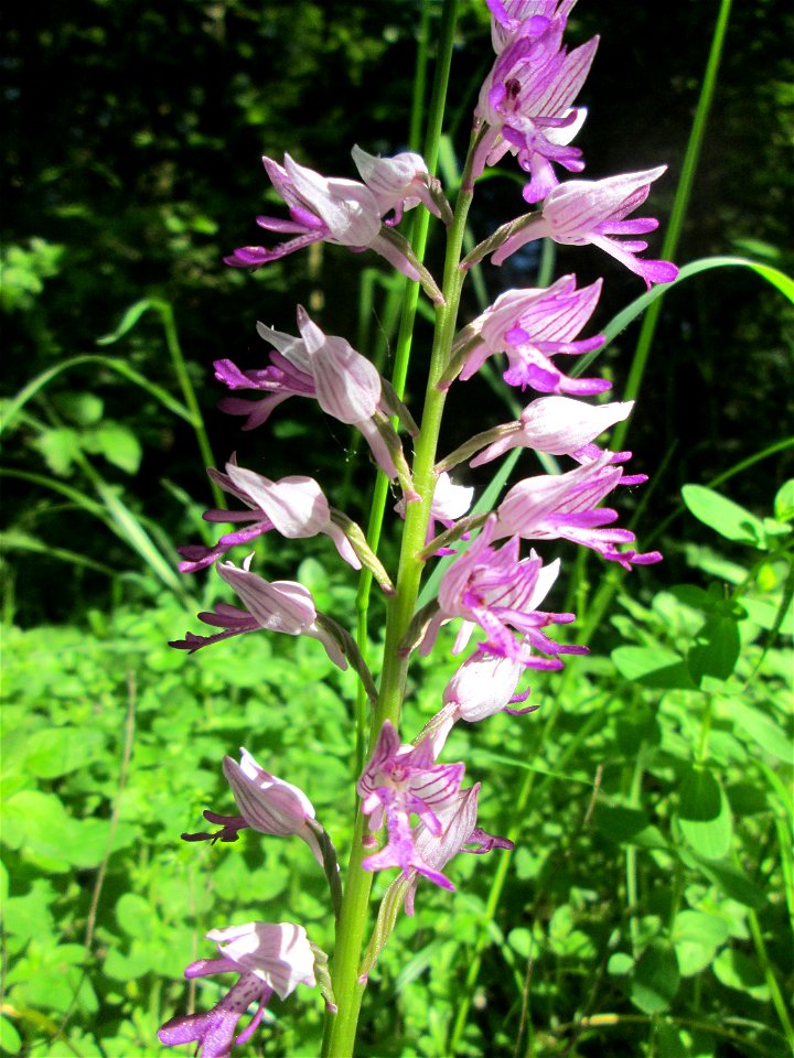 Helm-Knabenkraut (Orchis militaris) im Naturschutzgebiet "St. Arnualer Wiesen"