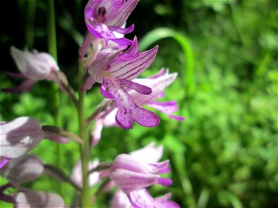 Helm-Knabenkraut (Orchis militaris) im Naturschutzgebiet "St. Arnualer Wiesen"