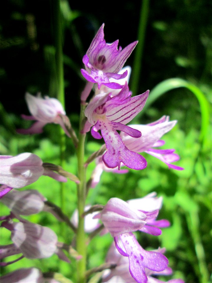 Helm-Knabenkraut (Orchis militaris) im Naturschutzgebiet "St. Arnualer Wiesen"