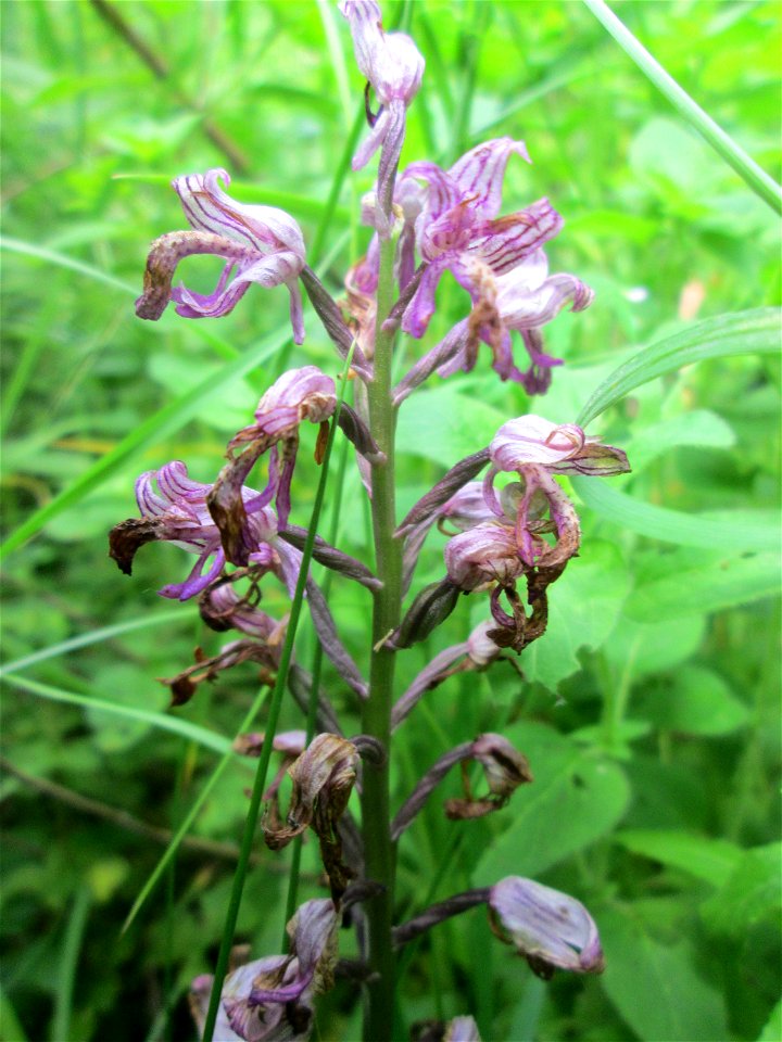 Helm-Knabenkraut (Orchis militaris) im Naturschutzgebiet „St. Arnualer Wiesen“ kurz vorm Verblühen