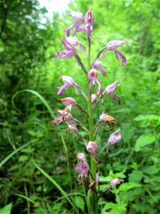 Helm-Knabenkraut (Orchis militaris) im Naturschutzgebiet „St. Arnualer Wiesen“ kurz vorm Verblühen