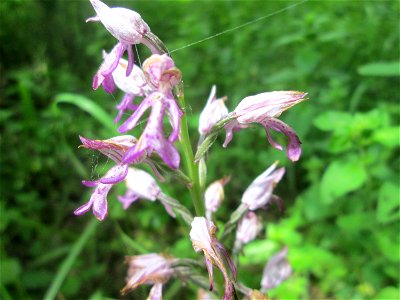 Helm-Knabenkraut (Orchis militaris) im Naturschutzgebiet „St. Arnualer Wiesen“ kurz vorm Verblühen