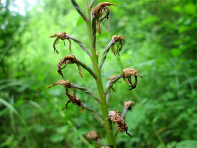 Helm-Knabenkraut (Orchis militaris) im Naturschutzgebiet „St. Arnualer Wiesen“, verblüht