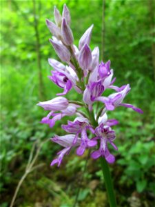 Helm-Knabenkraut (Orchis militaris) im Naturschutzgebiet „St. Arnualer Wiesen“
