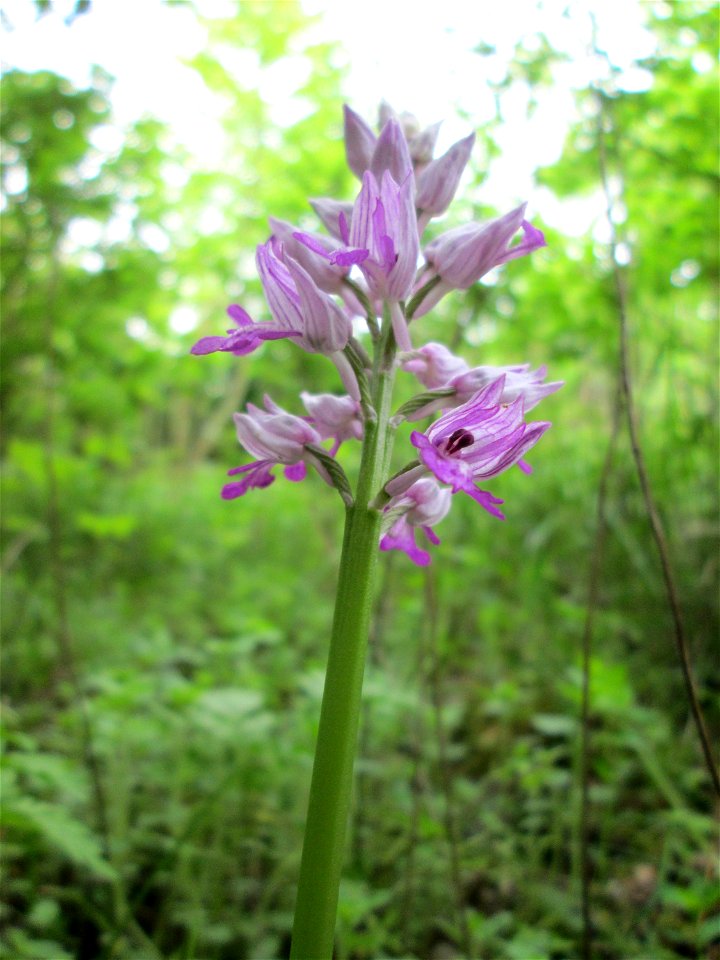 Helm-Knabenkraut (Orchis militaris) im Naturschutzgebiet „St. Arnualer Wiesen“