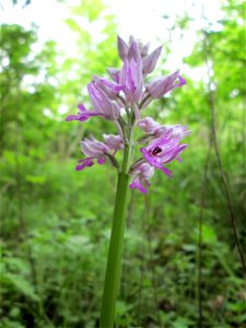 Helm-Knabenkraut (Orchis militaris) im Naturschutzgebiet „St. Arnualer Wiesen“ photo