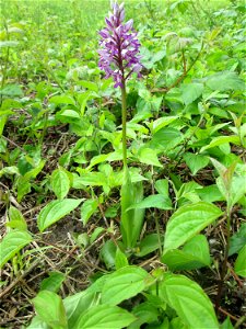 Helm-Knabenkraut (Orchis militaris) im Naturschutzgebiet „St. Arnualer Wiesen“ photo