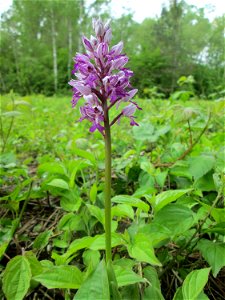 Helm-Knabenkraut (Orchis militaris) im Naturschutzgebiet „St. Arnualer Wiesen“ photo