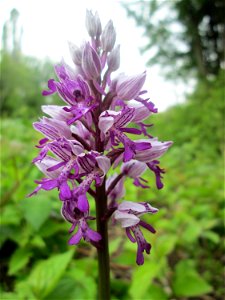Helm-Knabenkraut (Orchis militaris) im Naturschutzgebiet „St. Arnualer Wiesen“