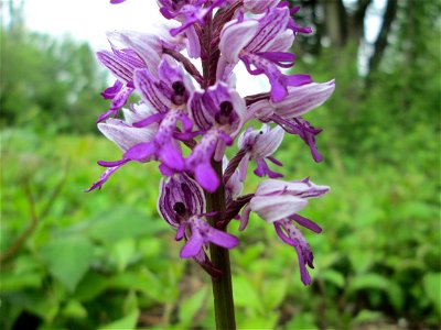 Helm-Knabenkraut (Orchis militaris) im Naturschutzgebiet „St. Arnualer Wiesen“