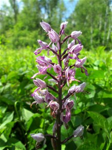 Helm-Knabenkraut (Orchis militaris) im Naturschutzgebiet „St. Arnualer Wiesen“ photo