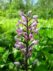 Helm-Knabenkraut (Orchis militaris) im Naturschutzgebiet „St. Arnualer Wiesen“ photo