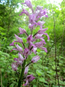 Helm-Knabenkraut (Orchis militaris) im Naturschutzgebiet „St. Arnualer Wiesen“