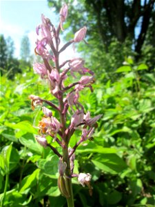 Helm-Knabenkraut (Orchis militaris) im Naturschutzgebiet „St. Arnualer Wiesen“