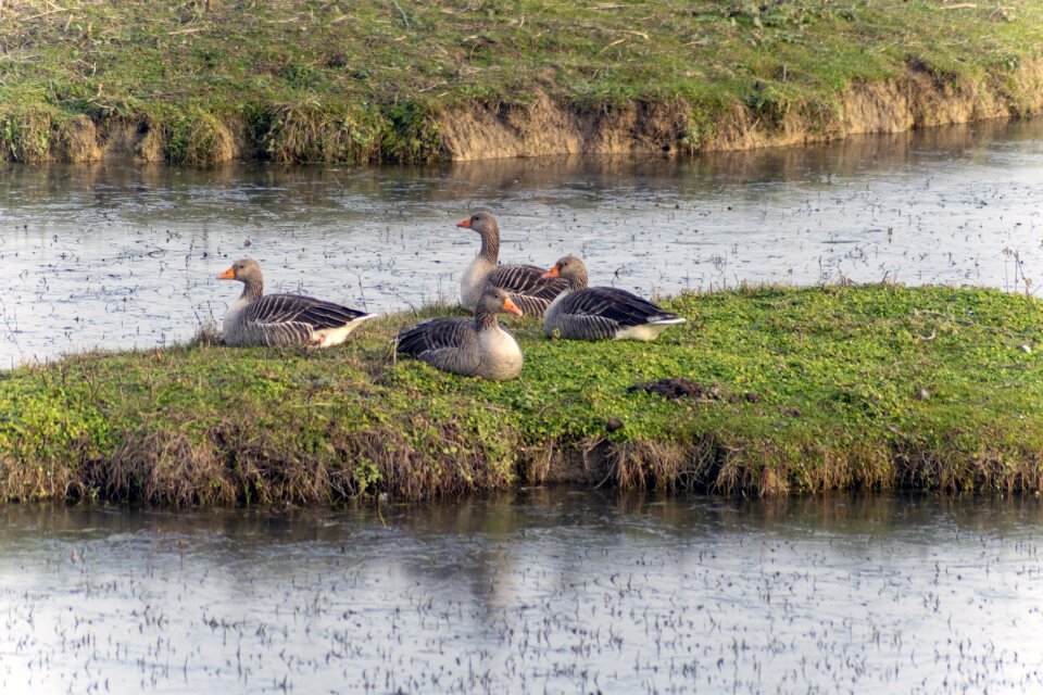 Bird water wildlife