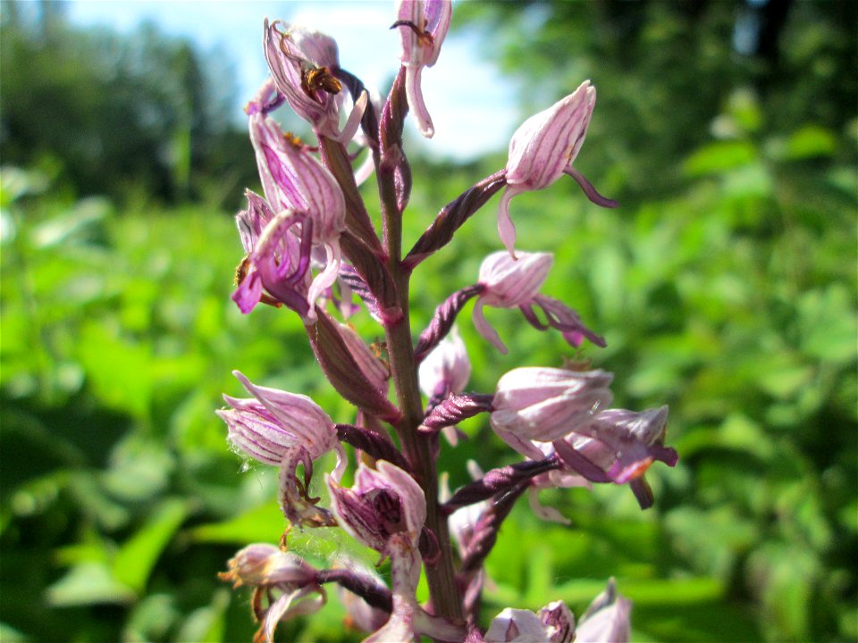 Helm-Knabenkraut (Orchis militaris) im Naturschutzgebiet „St. Arnualer Wiesen“