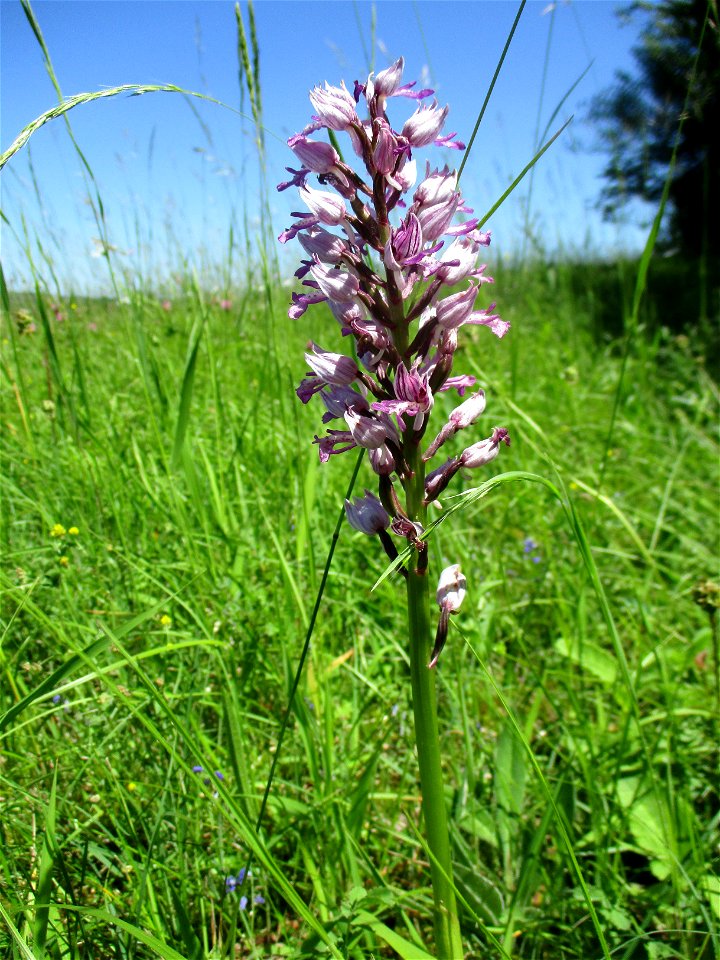 Helm-Knabenkraut (Orchis militaris) im Naturschutzgebiet „Birzberg, Honigsack/Kappelberghang“