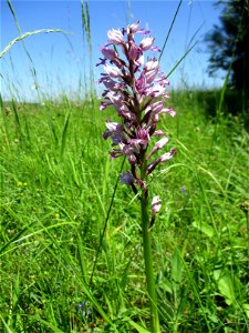 Helm-Knabenkraut (Orchis militaris) im Naturschutzgebiet „Birzberg, Honigsack/Kappelberghang“