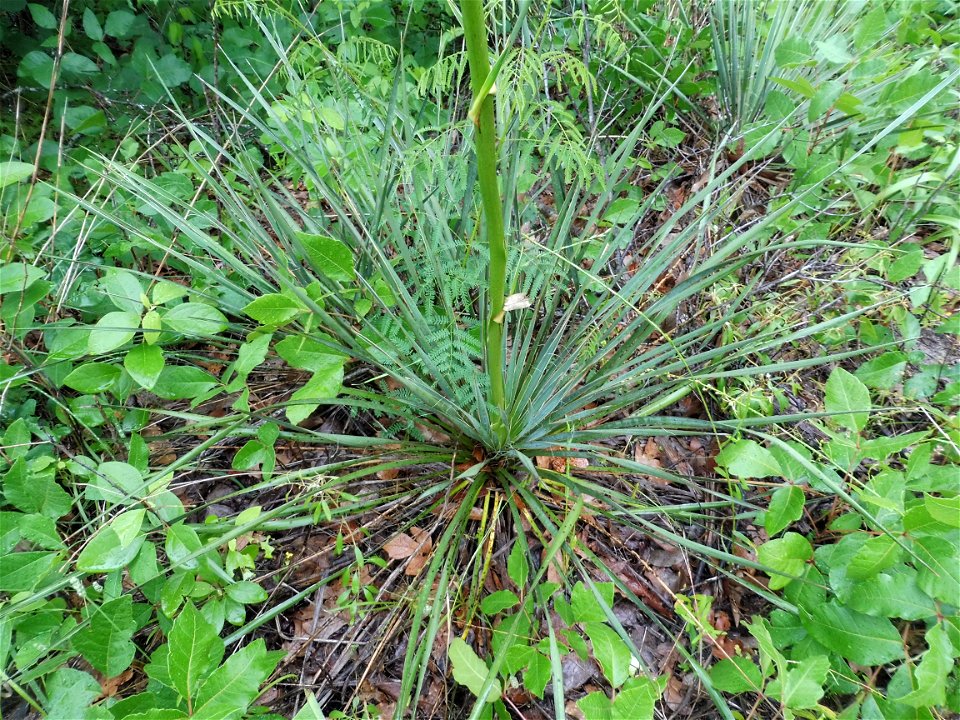 Yucca louisianensis (sometimes included in Yucca flaccida), sandhill prairie remnant within the city of Tyler, Smith County, Texas.