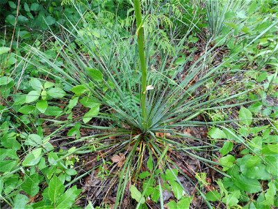 Yucca louisianensis (sometimes included in Yucca flaccida), sandhill prairie remnant within the city of Tyler, Smith County, Texas. photo