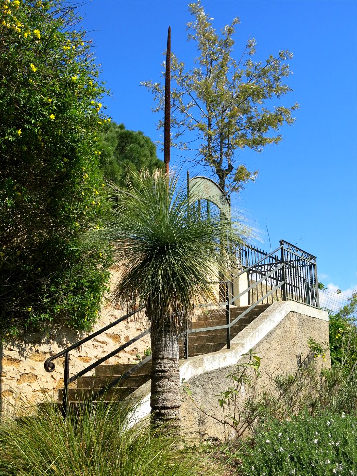 Xanthorrhoea preissii (?) in parc Gonzalez in Bormes-les-Mimosas (Var, France).