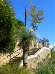 Xanthorrhoea preissii (?) in parc Gonzalez in Bormes-les-Mimosas (Var, France).