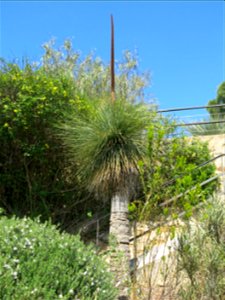 Xanthorrhoea preissii (?) in parc Gonzalez in Bormes-les-Mimosas (Var, France).