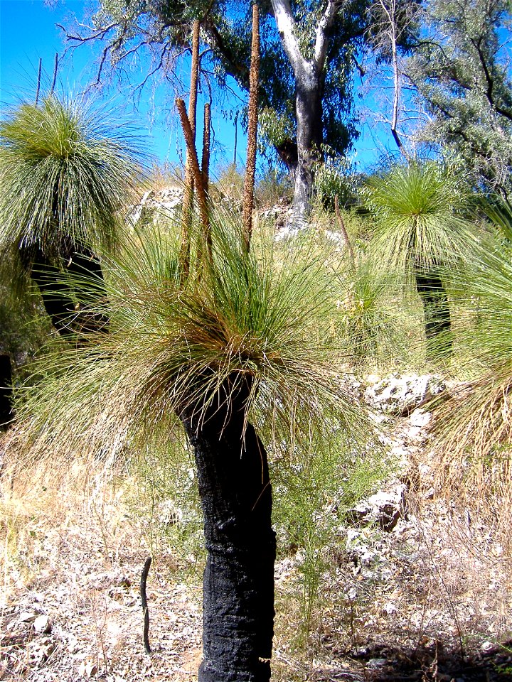 Xanthorrhoea in Yanchep National Park, Western Australia
