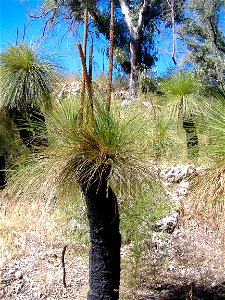 Xanthorrhoea in Yanchep National Park, Western Australia