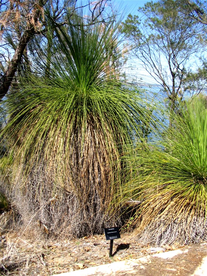 Grasstree (Xanthorrhoea preissii) in Kings Park, Perth, Australia.