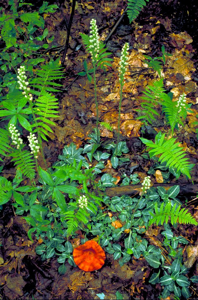 Goodyera pubescens. Small white orchid blossoms on stems growing from basal leaf plants. Also called Rattlesnake plantain.