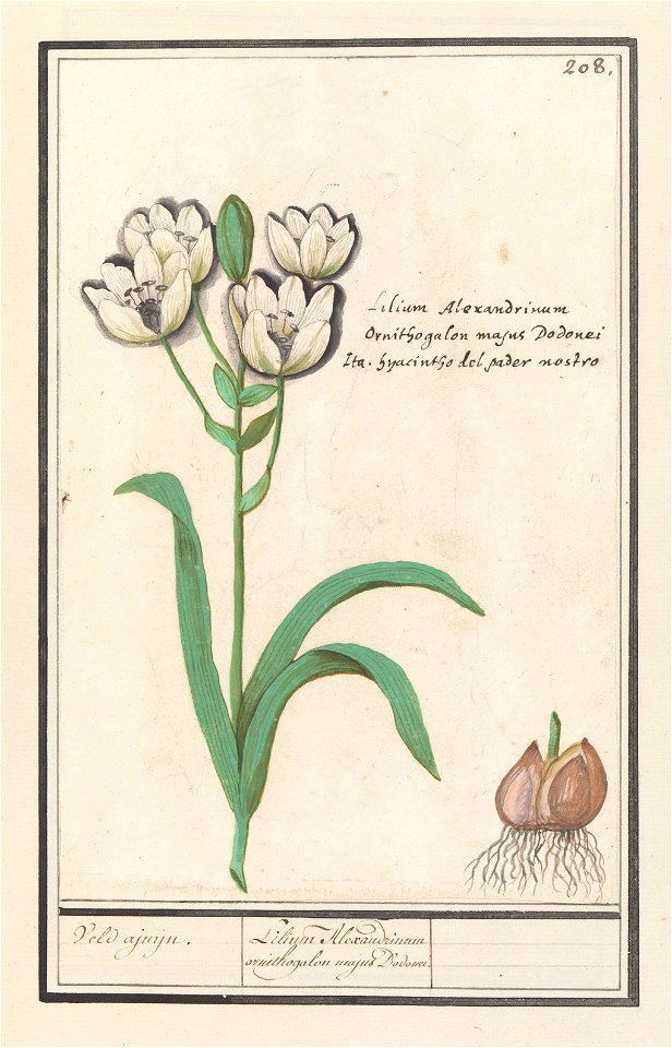 IdentificatieTitel(s): Vogelmelk (Ornithogalum arabicum)Veld ajuijn. / Lilium Alexandrinum ornithogalon majus Dodonei. / (titel op object)Objecttype: tekening Objectnummer: RP-T-BR-2017-1-10-12Omschri