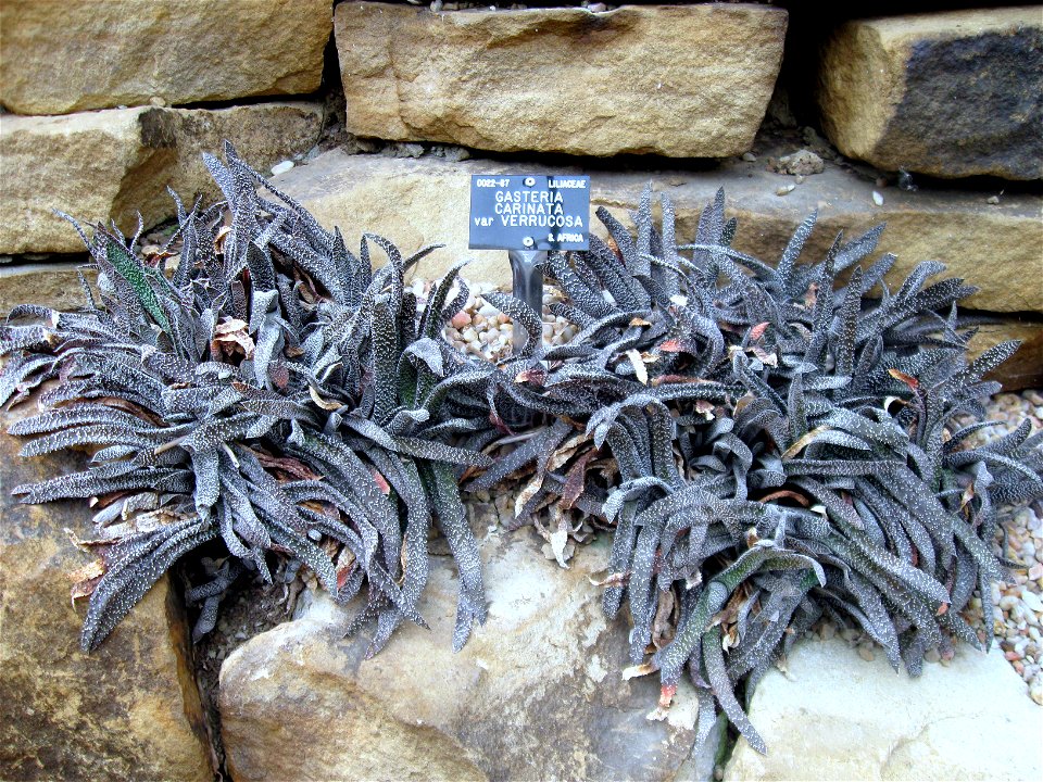 Gasteria carinata var. verrucosa photographed at Durham University Botanic Garden on 3 June 2009.