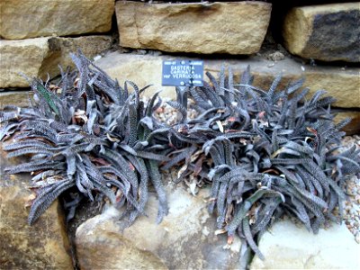 Gasteria carinata var. verrucosa photographed at Durham University Botanic Garden on 3 June 2009. photo