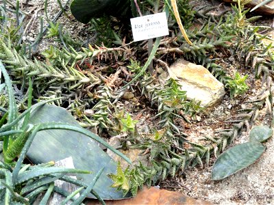 Aloe juvenna specimen in the Botanischer Garten München-Nymphenburg, Munich, Germany.