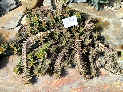 Aloe juvenna specimen in the Botanischer Garten München-Nymphenburg, Munich, Germany.